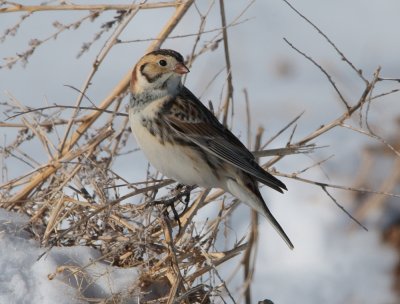 Lapland Longspur