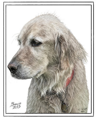 Pet Portraits