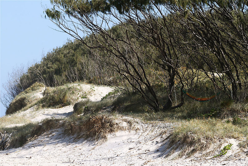 Kingscliff ~swinging through the trees