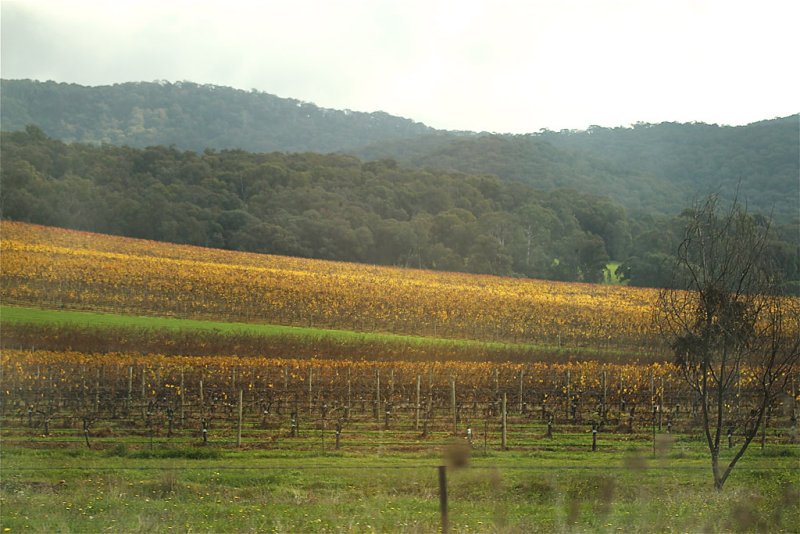 wine country in autumn