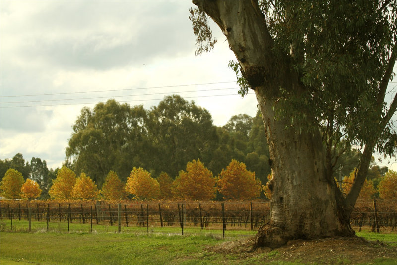 wineries in autumn