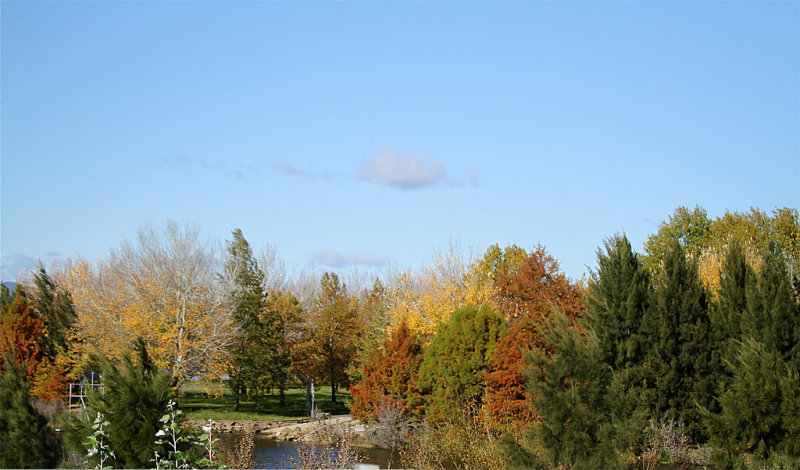 Canberra in Autumn