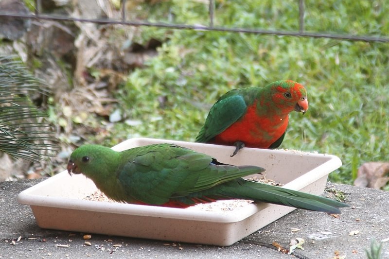 Young King Parrots