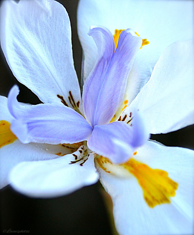 Dietes Iridioides