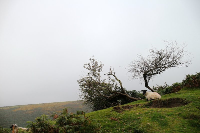 Dartmoor, Devon