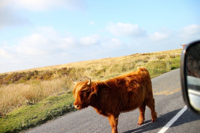 Highland Cows on Dartmoor