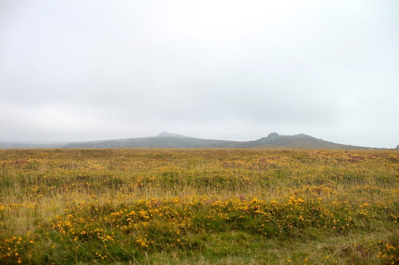 Gorse, Tor and Mist