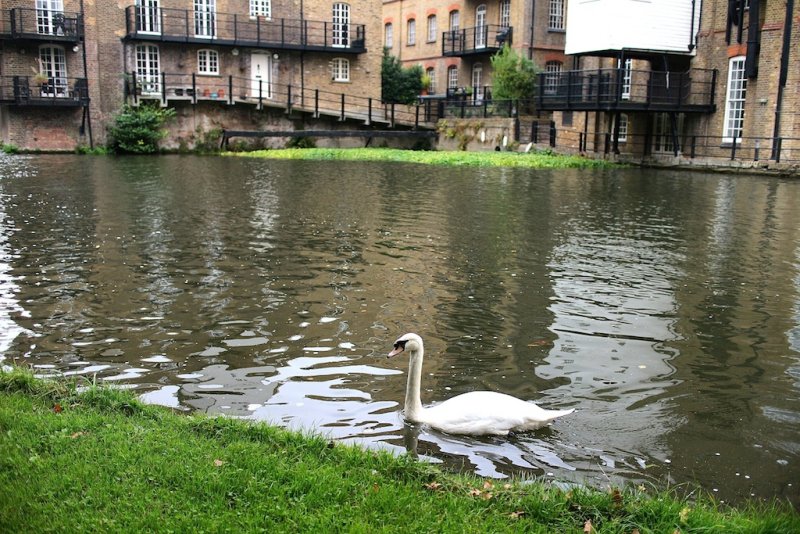 Swan at Coxes Lock