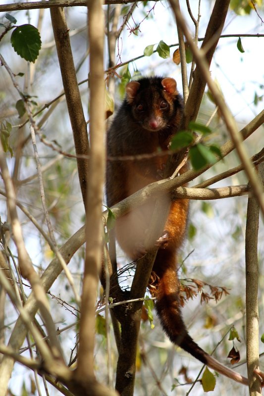 Ringtail Possum