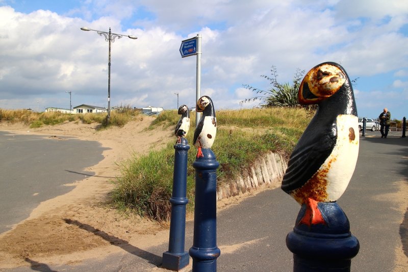 Puffins Newbiggin Bay