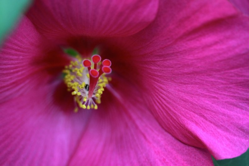 Pretty in Pink