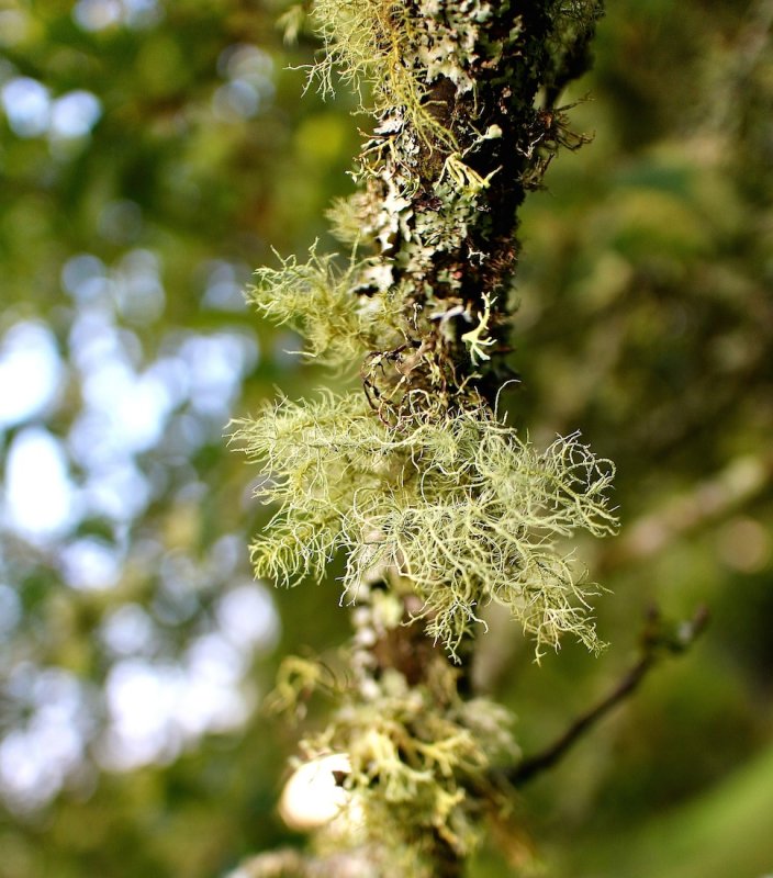 Light on the Lichen-In A Garden in Devon