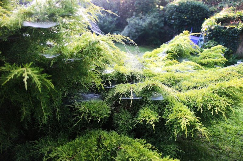 Webs- In A Garden In Devon