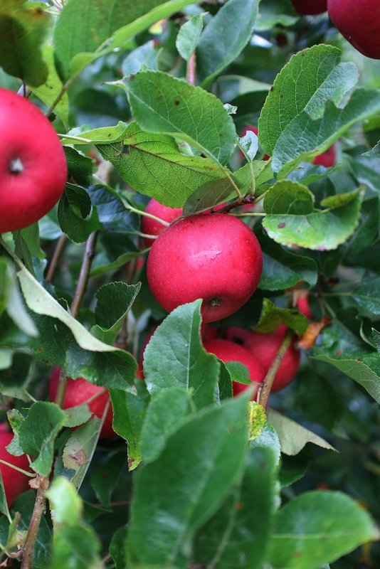 Red Apple Tree-In A Garden In Devon