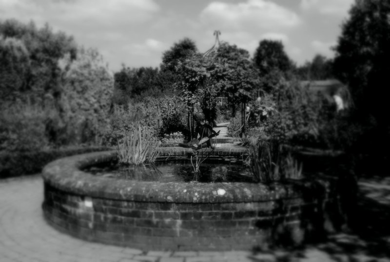 The Pond, Rosemoor