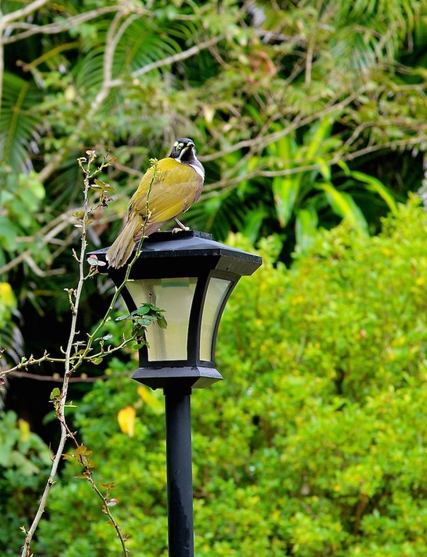 honeyeaters