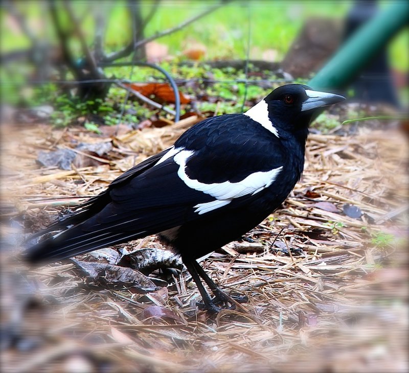 magpies