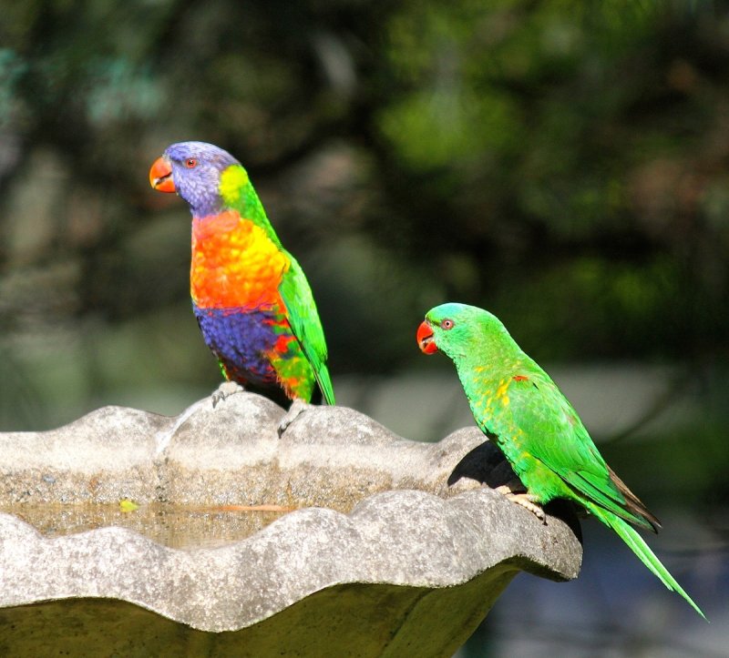 Rainbow  & Scaly Breasted Lorikeets