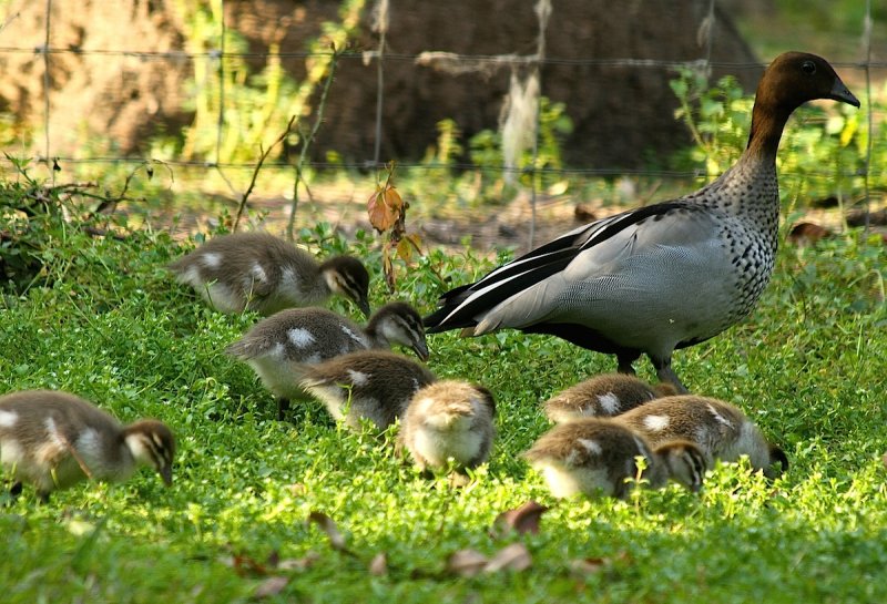 family of wood ducks