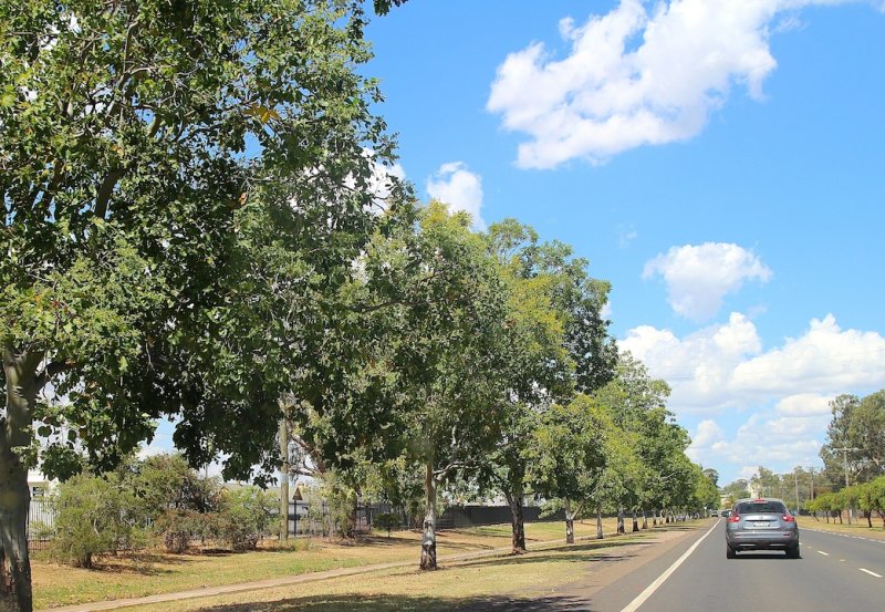 Gunnedah NSW ~ Avenue of  Honour to Dorothea Mackellar