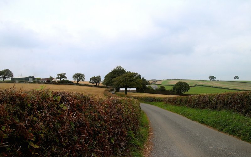 Hedges of Devon