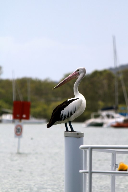 birds