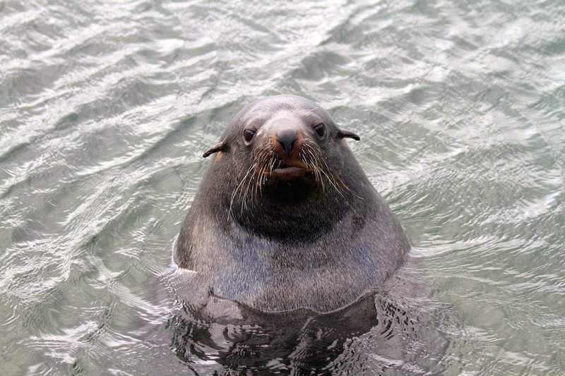 Seal, Portland Victoria