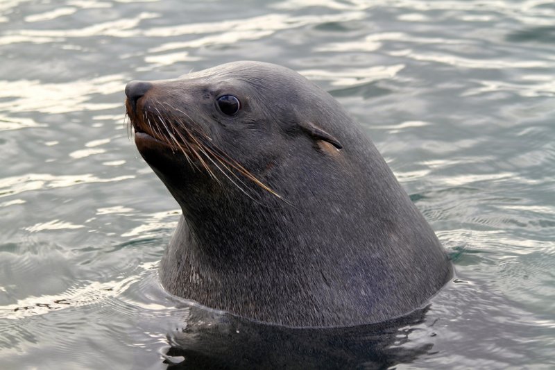 Seal, Portland, Victoria