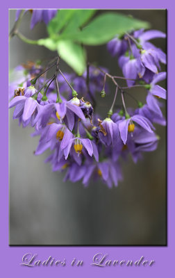 Ladies in Lavender