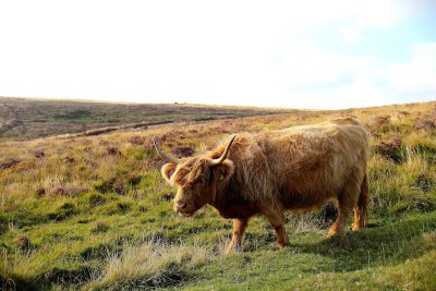 Highland Cow