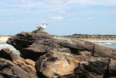  Jonathan Livingston Seagull