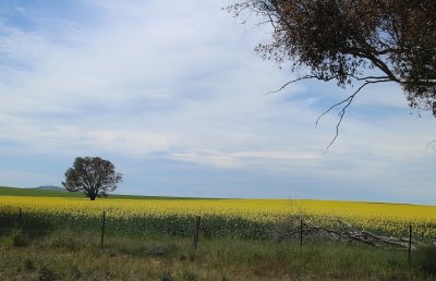 Golden Canola N.S.W