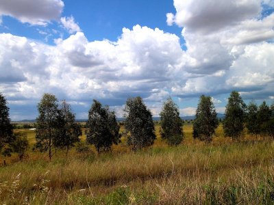 NSW ~ Line of Trees, 