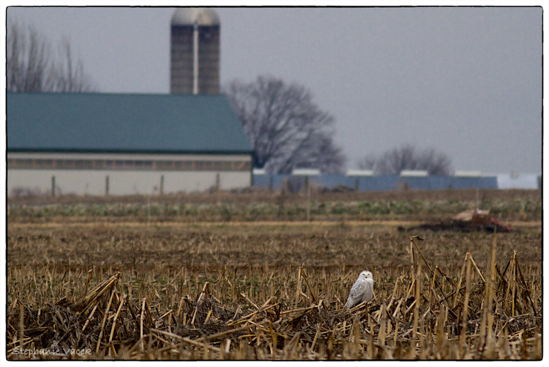 Cornfield Snowy