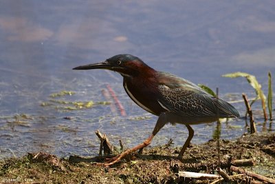 Green Heron