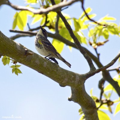 Yellow-Rumped Warbler