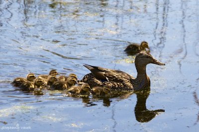 Happy Family