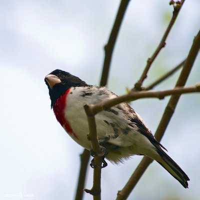 Rose Breasted Grosbeak