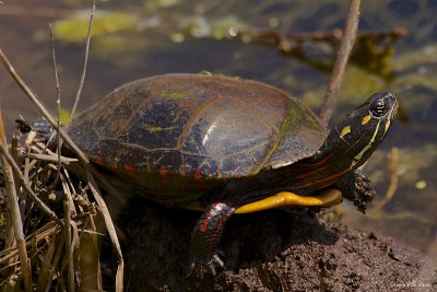 Turtle Soup