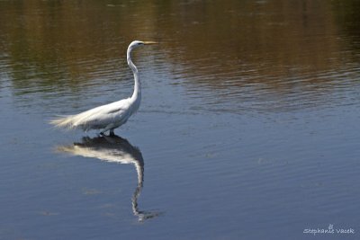 Great Egret