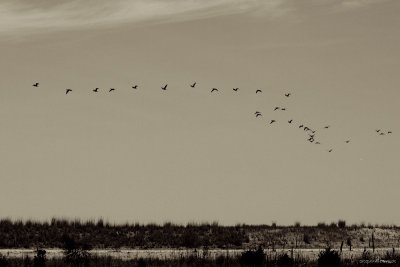 Come fly with me
