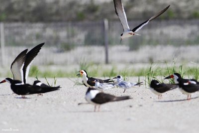 Black Skimmers and friends