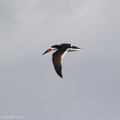 Black Skimmer
