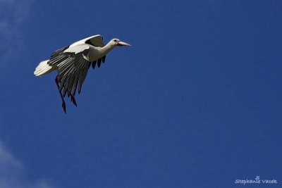 Great White Stork