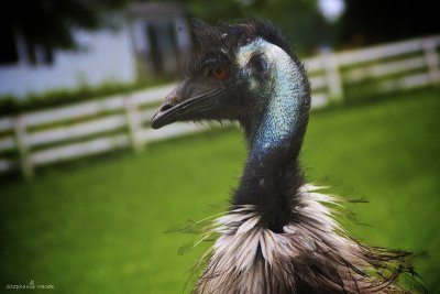 Mr. Emu