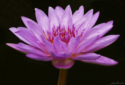 Water Lily ~ Longwood Gardens