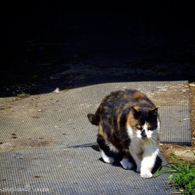 Sophie resident cat