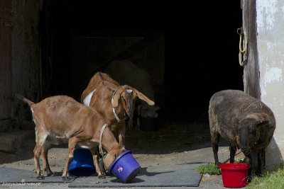 Livestock at Kuerner Farm