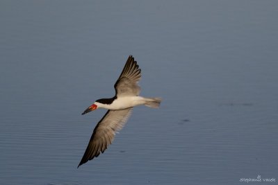 Black Skimmer