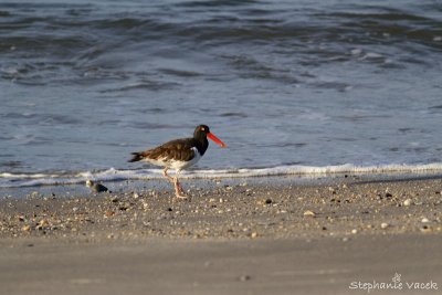 American Oystercatcher